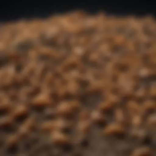 Different types of grubs found in gardens