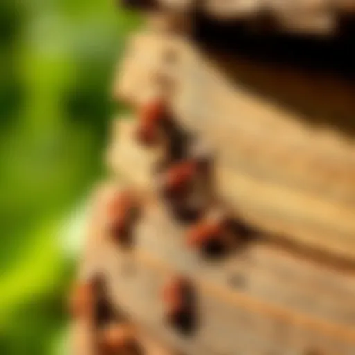 Close-up of termite damage in wooden structure