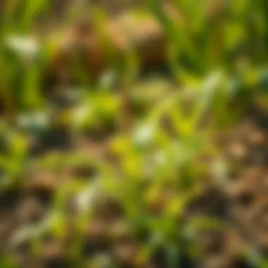 Impact of policies on food security