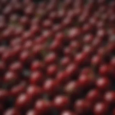 Cherries and Health Boosters Cherries alongside health-related supplements