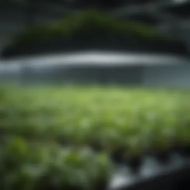 LED Lighting for Hydroponic Growth LED lighting system installed in a hydroponic grow room.