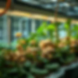 Hydroponic mushroom growing setup with nutrient-rich solution