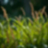 Exploring Moan Grass: An In-Depth Analysis Introduction