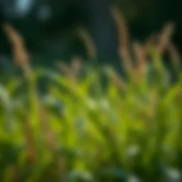 Exploring Moan Grass: An In-Depth Analysis Introduction