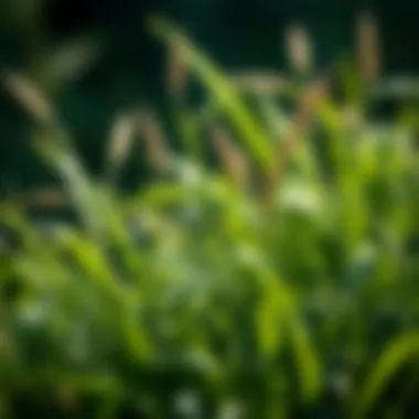 Notable Exploring Moan Grass: An In-Depth Analysis Notable Exploring Moan Grass: An In-Depth Analysis