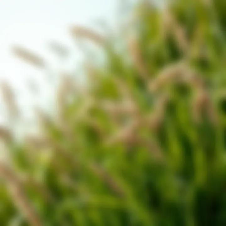 Exploring Moan Grass: An In-Depth Analysis Summary