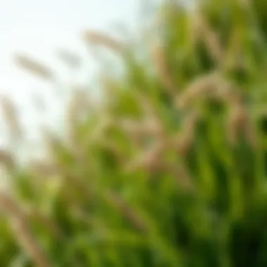 Exploring Moan Grass: An In-Depth Analysis Summary Exploring Moan Grass: An In-Depth Analysis Summary