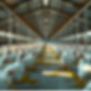 Sustainable Flooring Practices for Poultry Operations Sustainable flooring practices for poultry operations