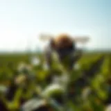 Close-up of organic insecticidal soap on plants