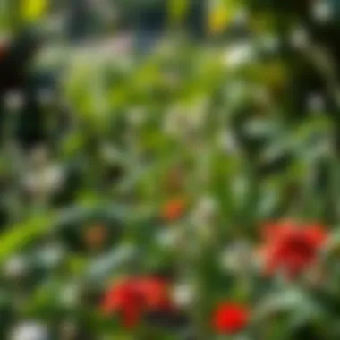Biodiversity in an Organic Garden Diverse garden ecosystem thriving with organic pest management