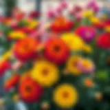 Vibrant display of rainbow mix blooms in a garden setting