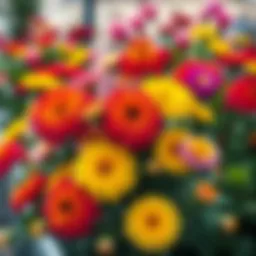 Vibrant display of rainbow mix blooms in a garden setting