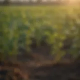 Close-up of soybean plants thriving in a field