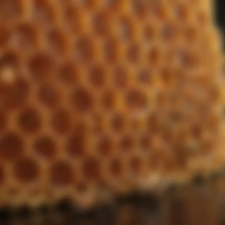 Close-up of honeycomb filled with honey showcasing nature's bounty.