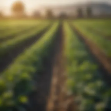 Agricultural field demonstrating sustainable practices with zinc-rich crops