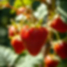 Exploring the Strawberry Tree Seed: Cultivation, Uses, and Benefits Introduction