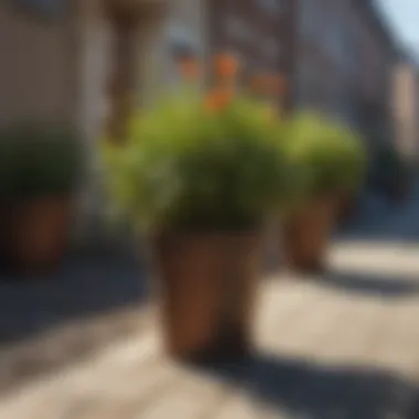 Urban Gardening with Pot Bags Innovative garden pot bags in a vibrant urban setting
