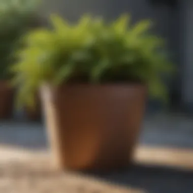 Diverse Plant Growth in Pot Bags A variety of plants thriving in garden pot bags