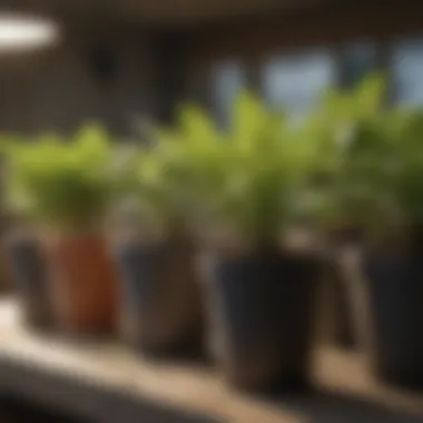 A close-up view of healthy plants thriving in one gallon plastic planting pots.