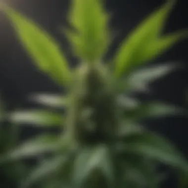Healthy Cannabis Plant Growth A vibrant cannabis plant showcasing healthy leaves and buds
