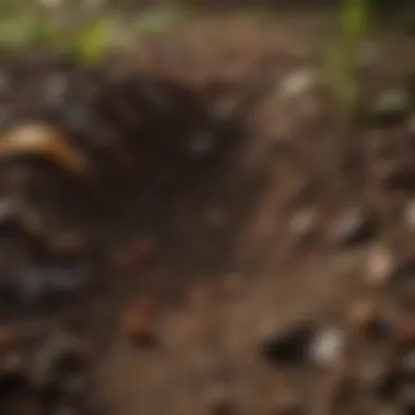 A close-up of healthy soil showcasing biodiversity