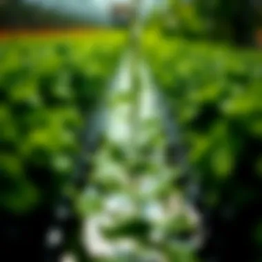 Nutrient-Rich Water Flow Close-up of nutrient-rich water flowing through hydroponic channels