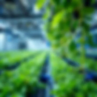 Thriving Hydroponic Plants Vibrant green plants thriving in a hydroponic environment