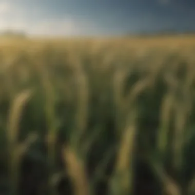 A lush field of spring wheat at its peak growth stage