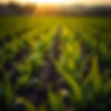 Crops Thriving with Anhydrous Ammonia Healthy crops thriving with the use of anhydrous ammonia