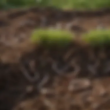 Healthy Soil Rich in Nutrients Healthy soil with earthworms and nutrients