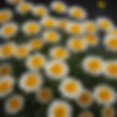 Natural Source of Pyrethrin Chrysanthemum flowers used for pyrethrin extraction
