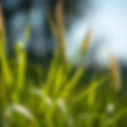 Identifying Grass Types: A Comprehensive Guide Introduction