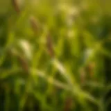 Close-up of common grass weed with distinctive features