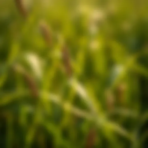 Close-up of common grass weed with distinctive features
