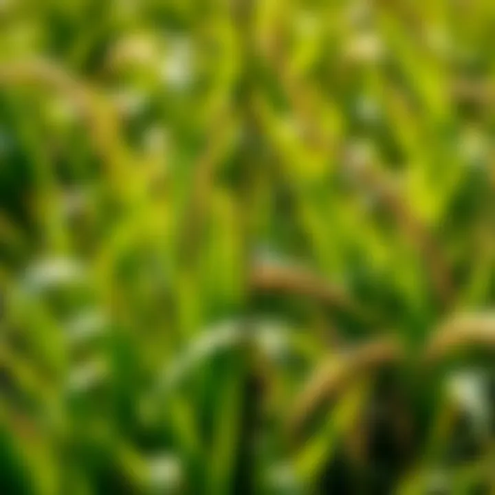 Comparison of healthy crop and grass weed infestation