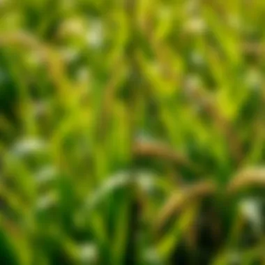 Impact of Grass Weeds on Crops Comparison of healthy crop and grass weed infestation