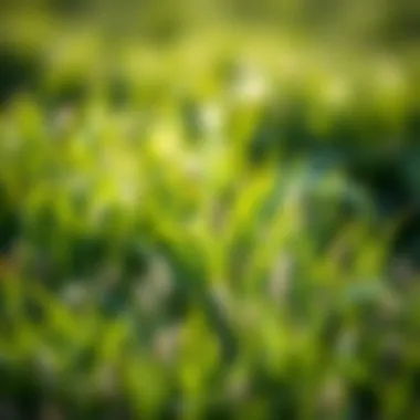 Strategies for Grass Weed Management Effective management strategies for grass weeds