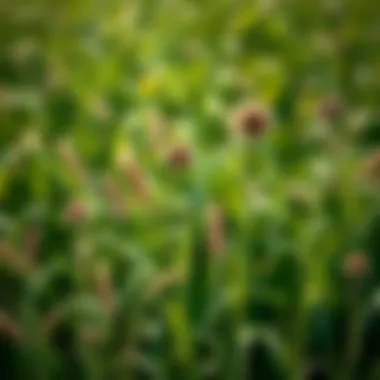 Diversity of Grass Weeds in Agriculture Various grass weeds in a cultivated field