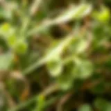 Close-up of a clover plant alongside similar-looking weeds