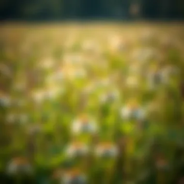 A field showing a variety of clover-like weeds