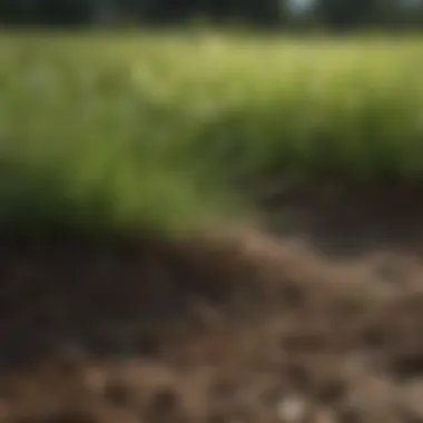 Close-up of healthy fescue sod with rich soil