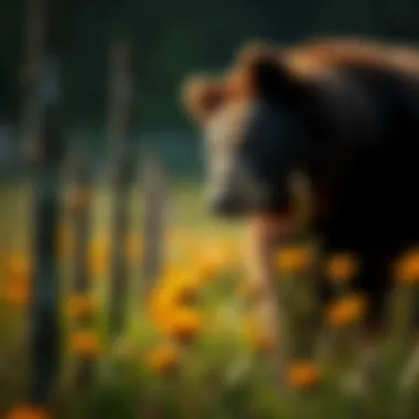 Notable Integrating Electric Fences for Bear and Bee Management in Agriculture Notable Integrating Electric Fences for Bear and Bee Management in Agriculture