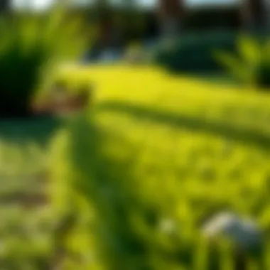 Thriving Bahia Grass Landscape Healthy Bahia sod thriving in a landscaped environment