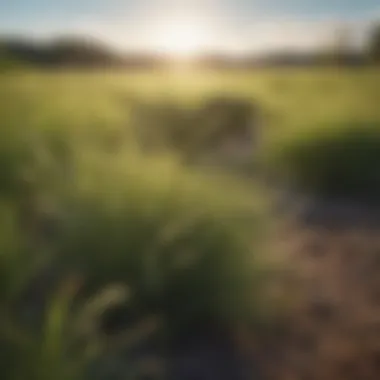 Lush landscape featuring a field of perennial Bermuda grass under sunlight