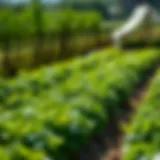 A lush green farm demonstrating sustainable agricultural practices