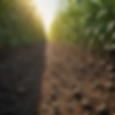Policies for Sustainable Growth Illustration of environmentally friendly governmental policies supporting agriculture.