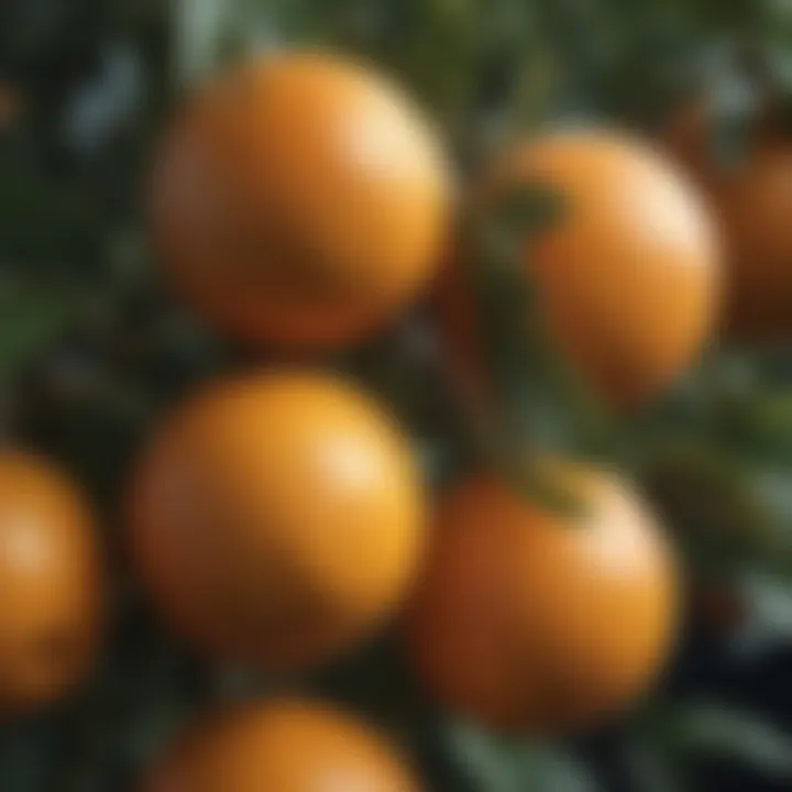 Ripening Cara Cara oranges on the tree