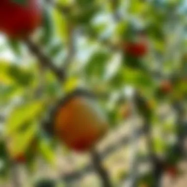 Quality Harvest from Netted Trees Healthy fruit produced under netting