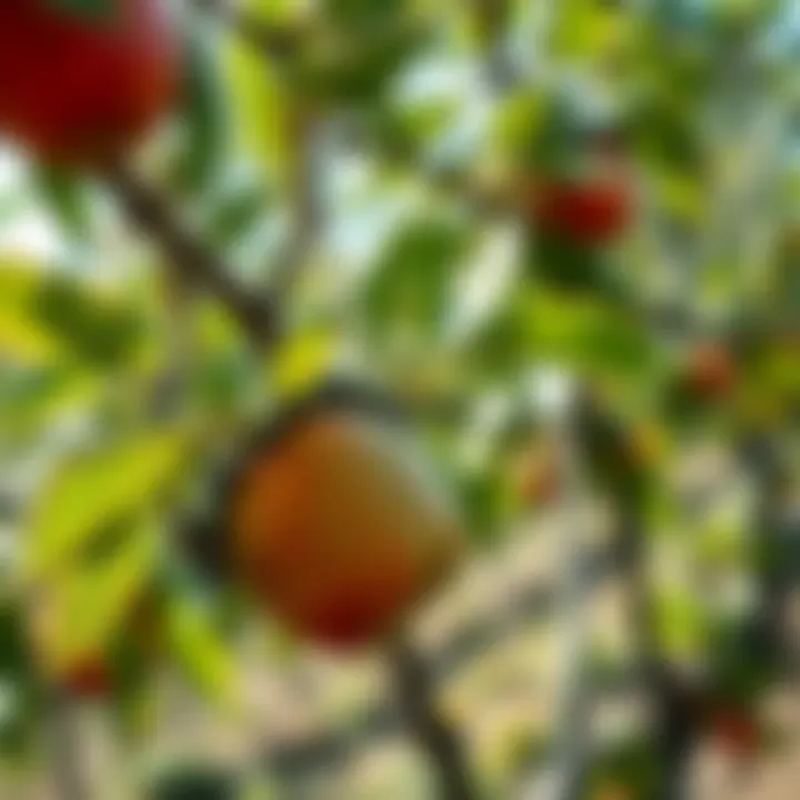 Quality Harvest from Netted Trees Healthy fruit produced under netting