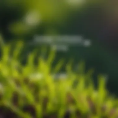 Strategic Fertilization: Timing and Techniques A diagram illustrating the timing and techniques for applying fertilizers